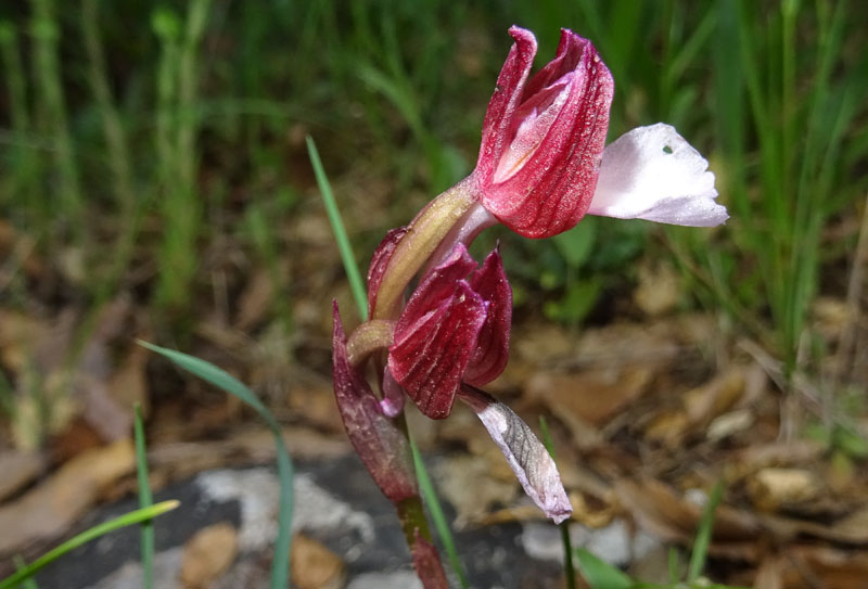 Anacamptis papilionacea